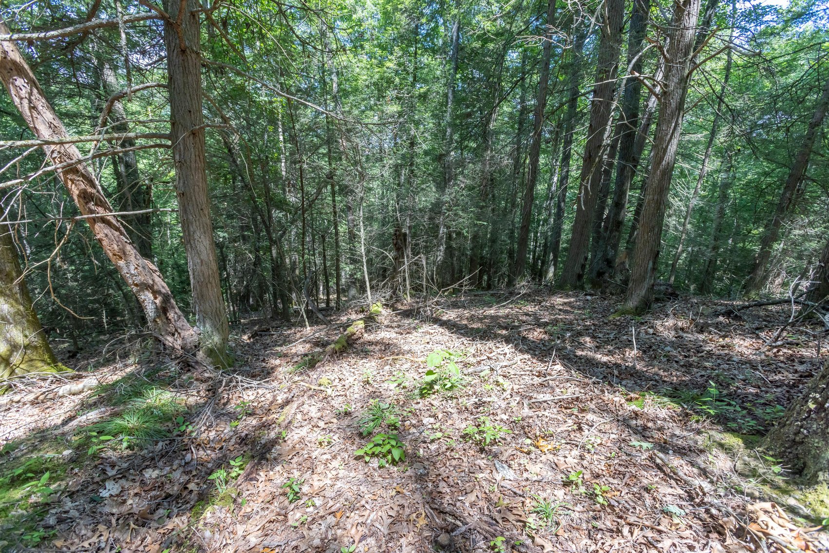 Image for SOLD $45,650 - 44 Wooded Acres in Wyoming County
