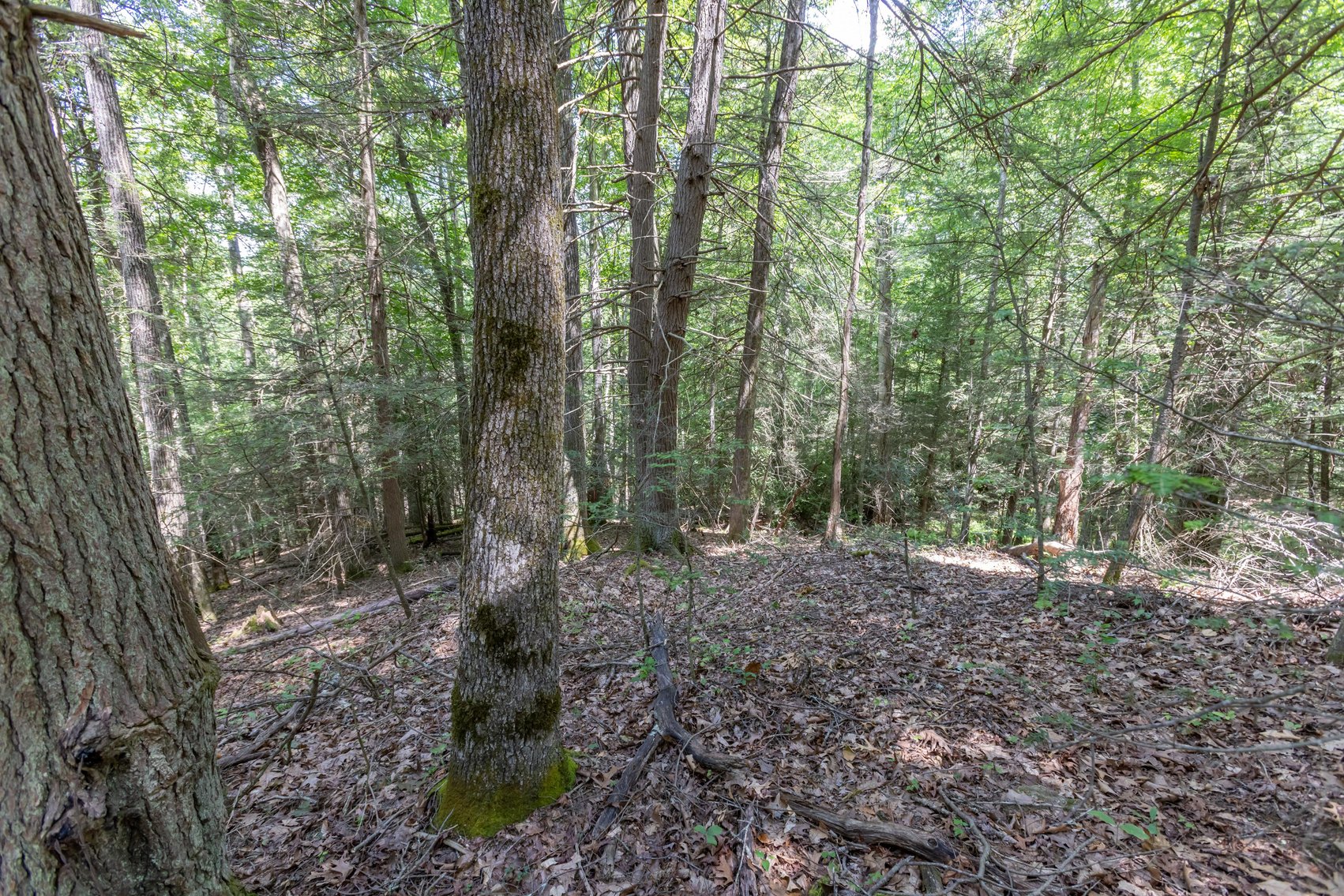 Image for SOLD $45,650 - 44 Wooded Acres in Wyoming County