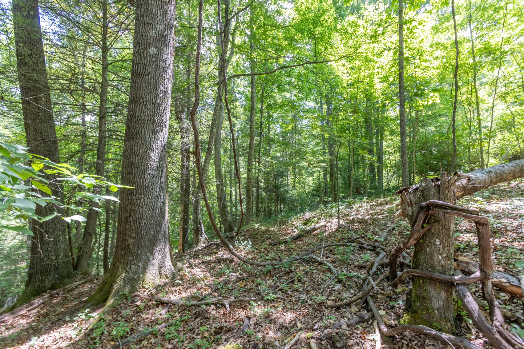 Image for SOLD $45,650 - 44 Wooded Acres in Wyoming County