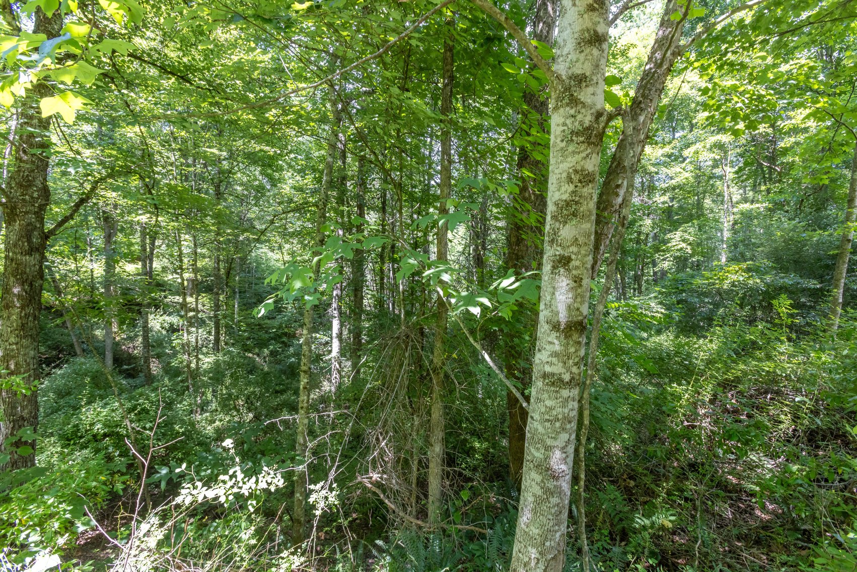 Image for SOLD $45,650 - 44 Wooded Acres in Wyoming County