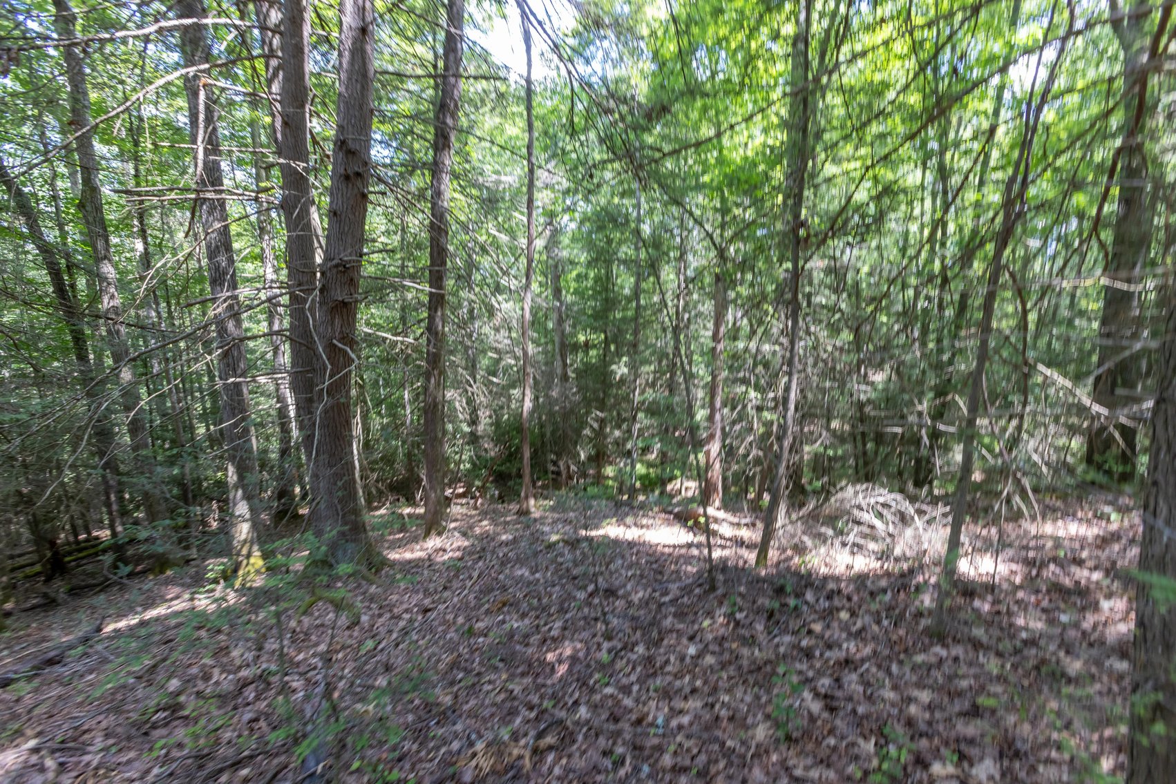 Image for SOLD $45,650 - 44 Wooded Acres in Wyoming County