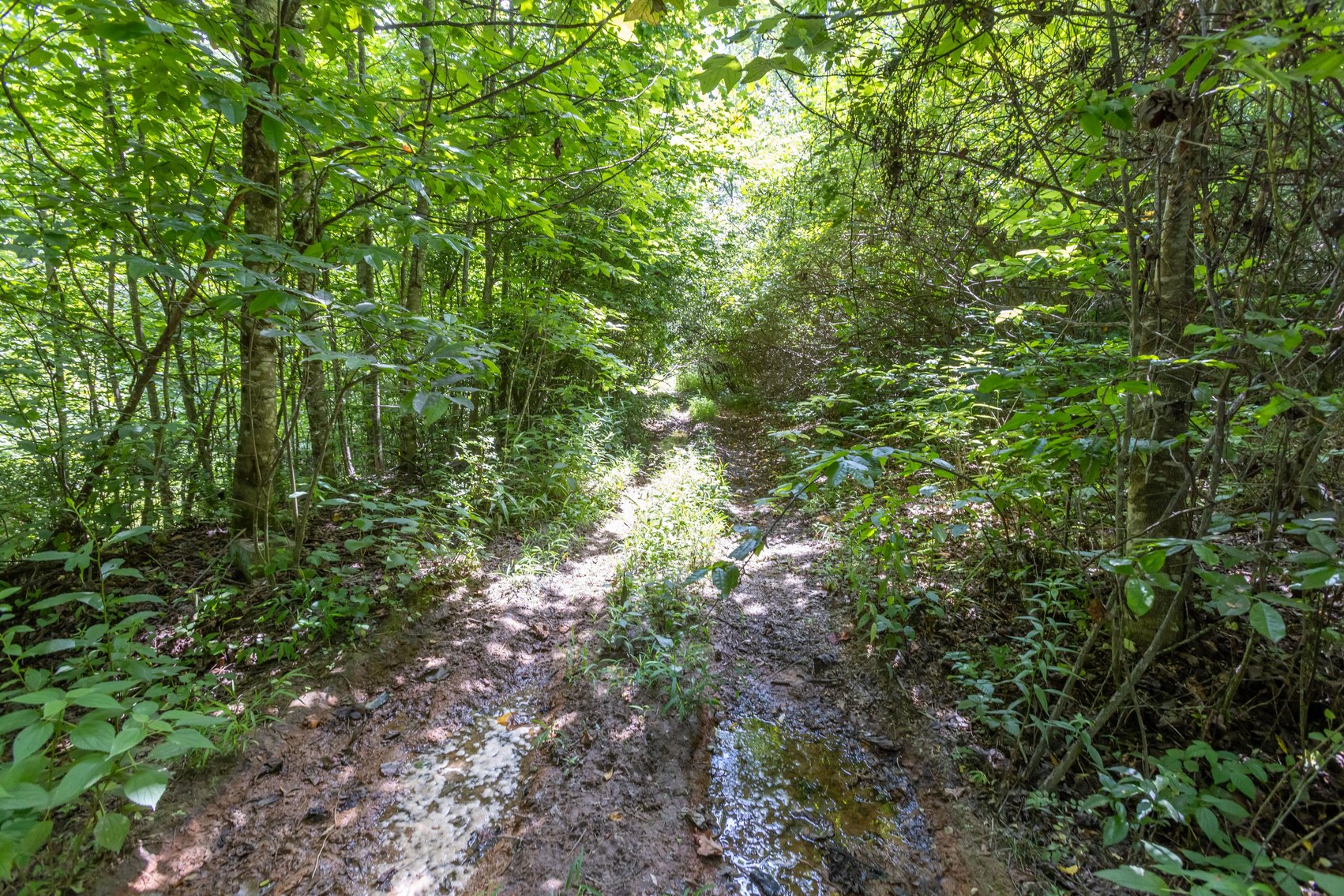 Image for SOLD $45,650 - 44 Wooded Acres in Wyoming County