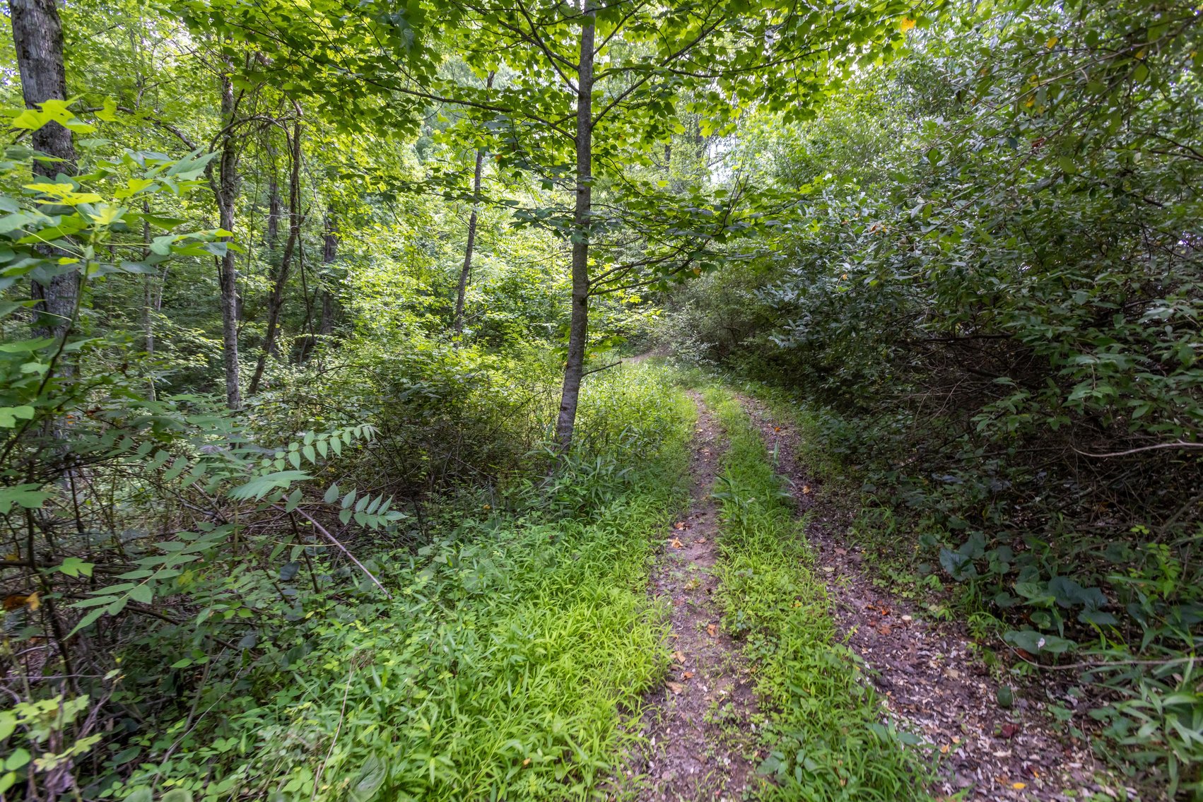 Image for SOLD $45,650 - 44 Wooded Acres in Wyoming County