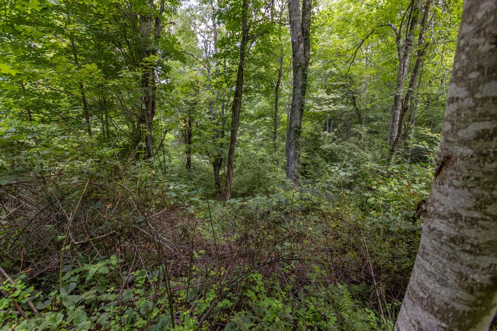 Image for SOLD $45,650 - 44 Wooded Acres in Wyoming County