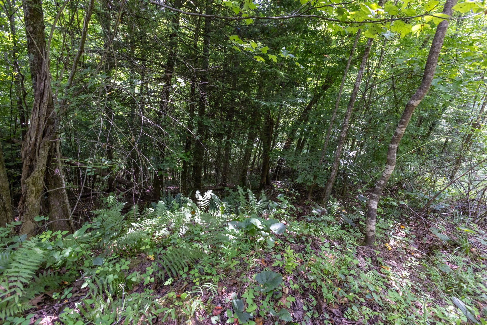 Image for SOLD $45,650 - 44 Wooded Acres in Wyoming County