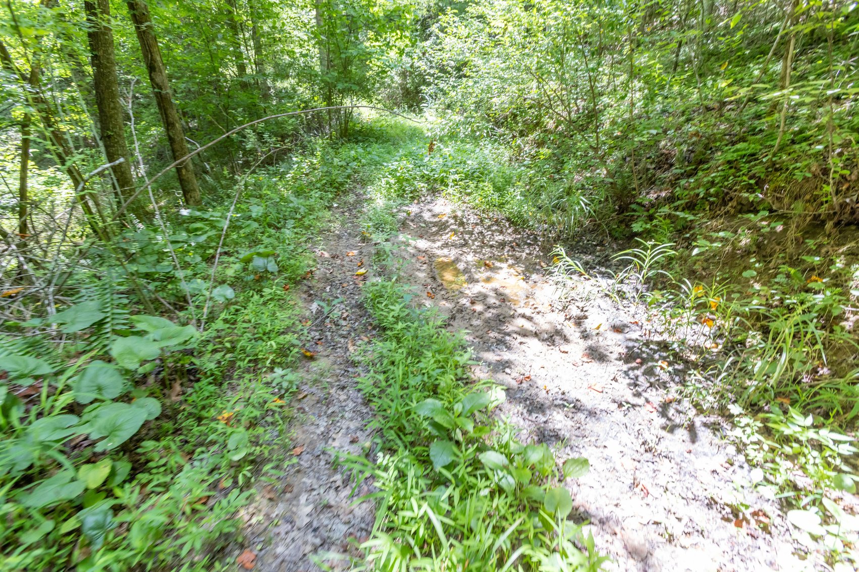 Image for SOLD $45,650 - 44 Wooded Acres in Wyoming County