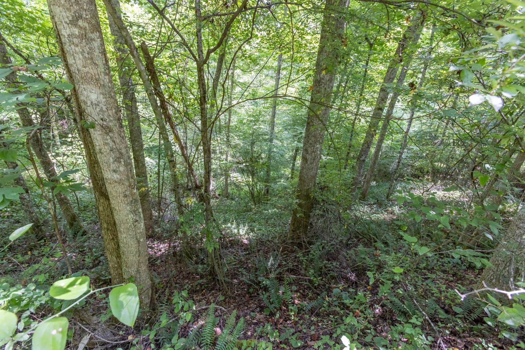 Image for SOLD $45,650 - 44 Wooded Acres in Wyoming County
