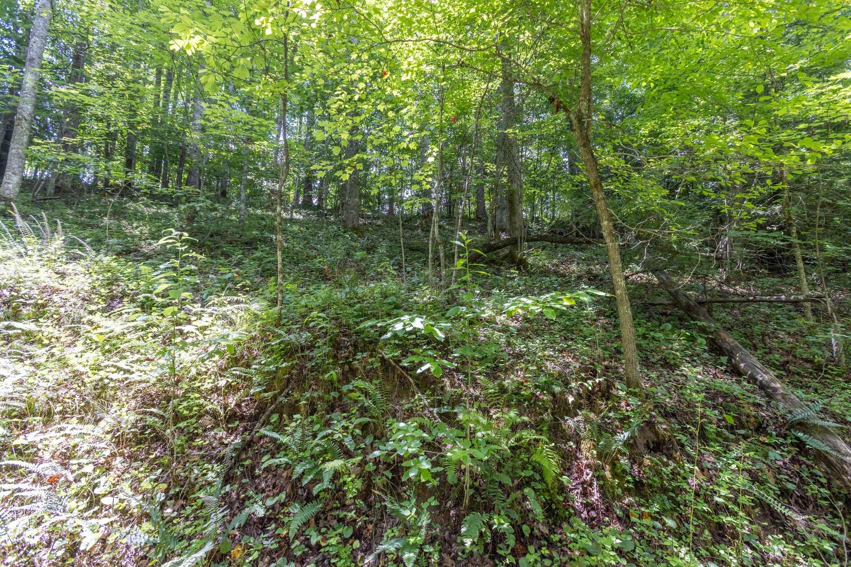 Image for SOLD $45,650 - 44 Wooded Acres in Wyoming County