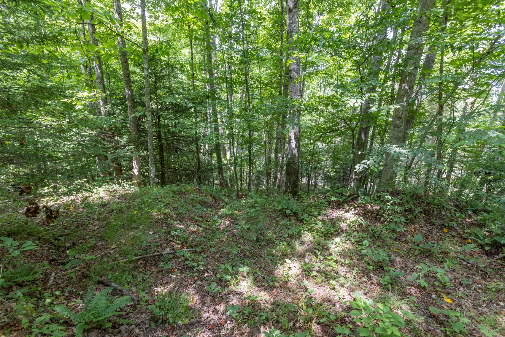 Image for SOLD $45,650 - 44 Wooded Acres in Wyoming County