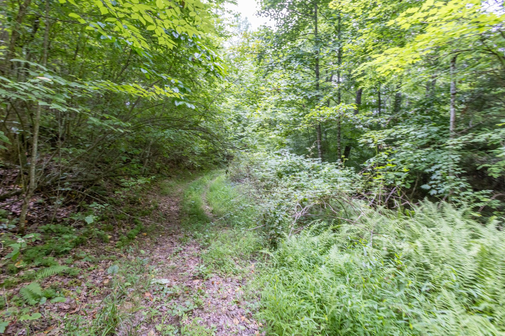 Image for SOLD $45,650 - 44 Wooded Acres in Wyoming County