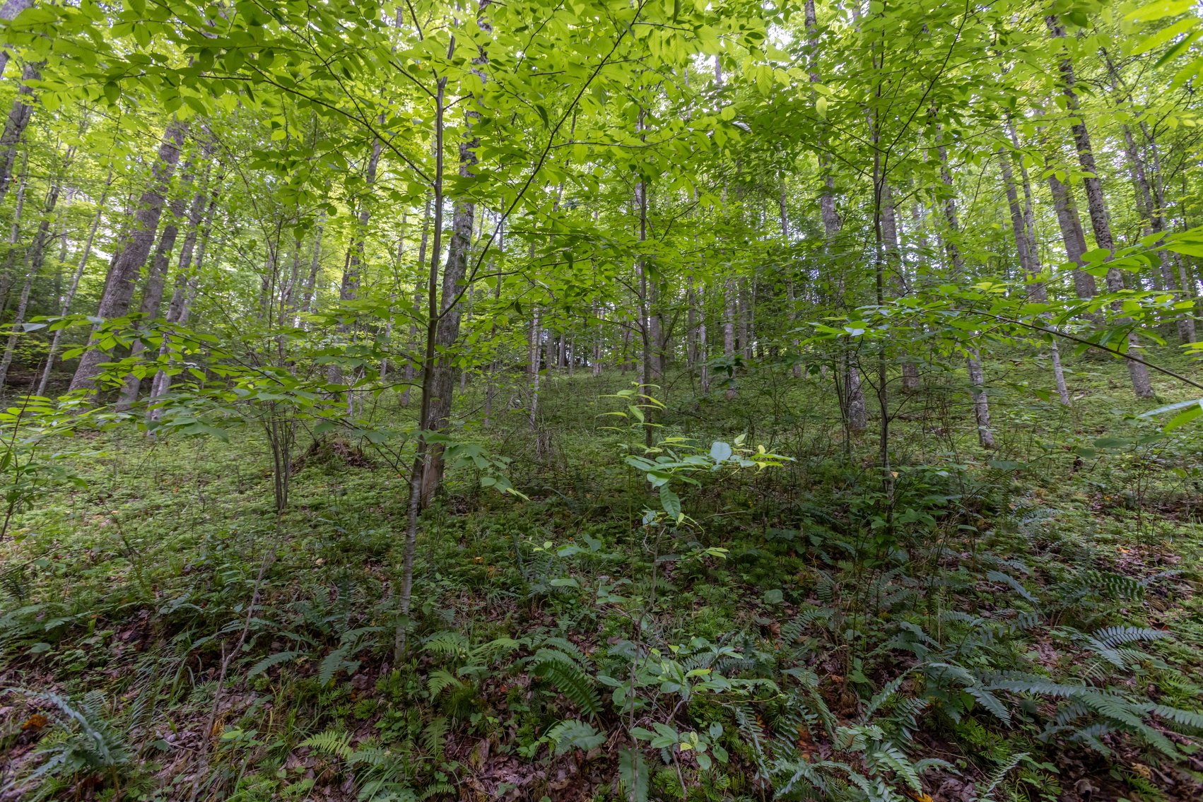Image for SOLD $45,650 - 44 Wooded Acres in Wyoming County