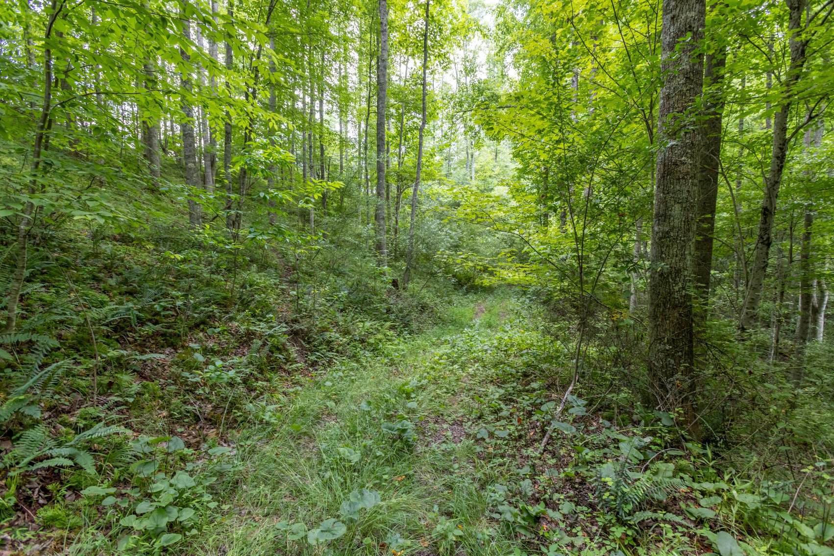 Image for SOLD $45,650 - 44 Wooded Acres in Wyoming County