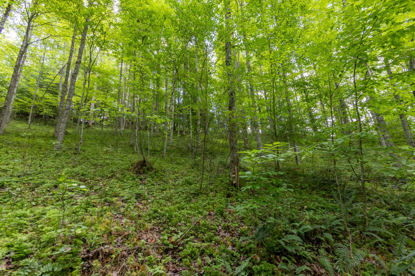 Image for SOLD $45,650 - 44 Wooded Acres in Wyoming County