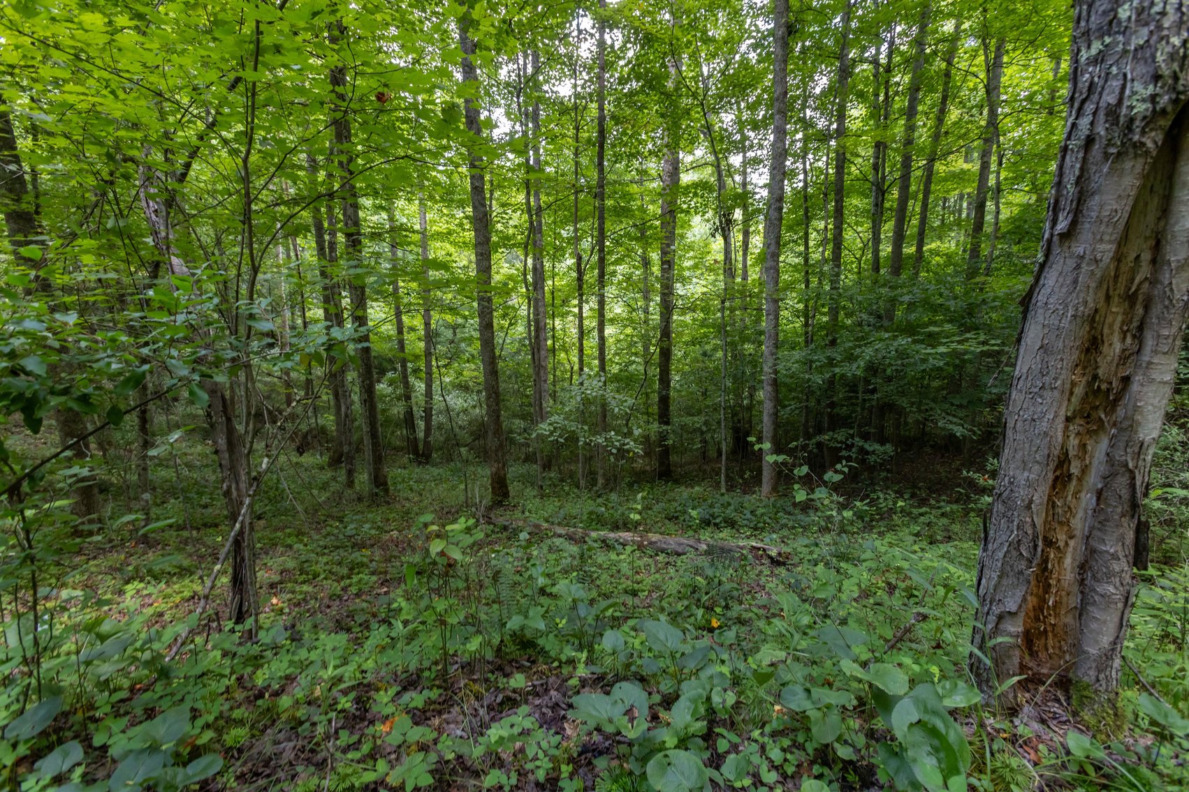 Image for SOLD $45,650 - 44 Wooded Acres in Wyoming County