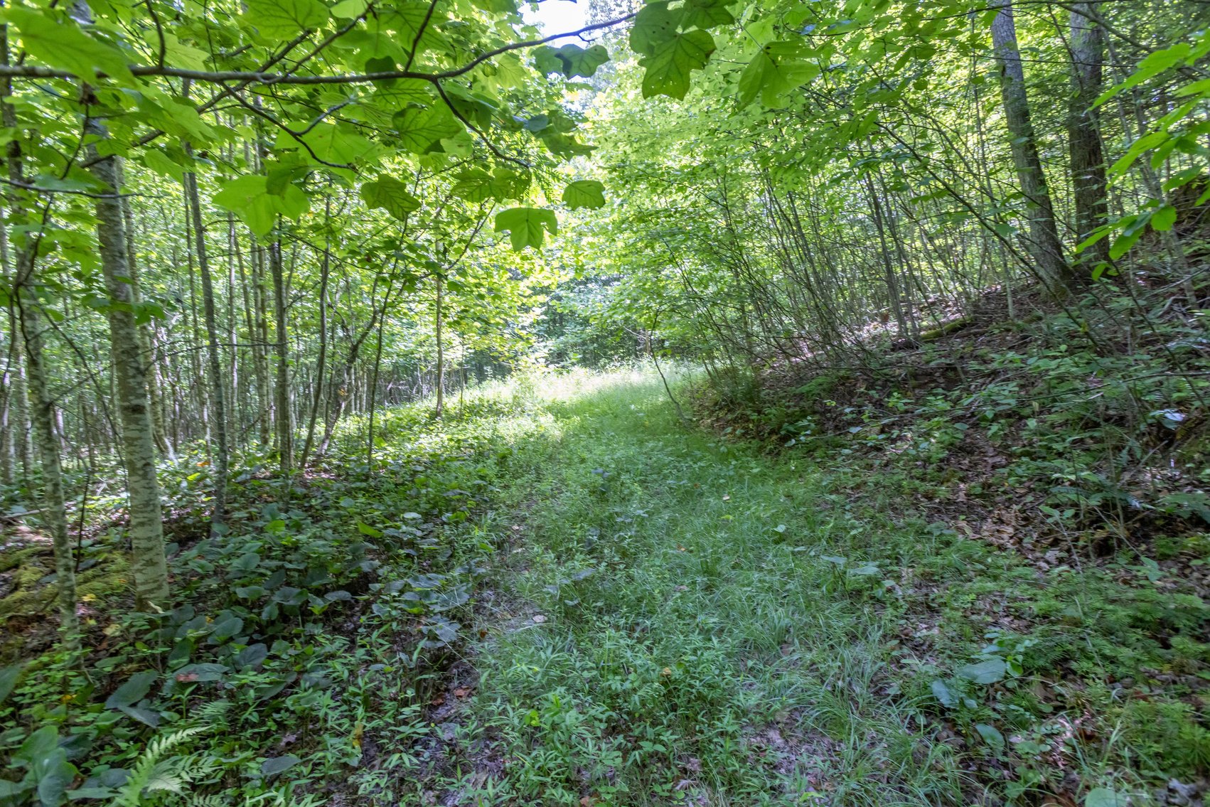 Image for SOLD $45,650 - 44 Wooded Acres in Wyoming County