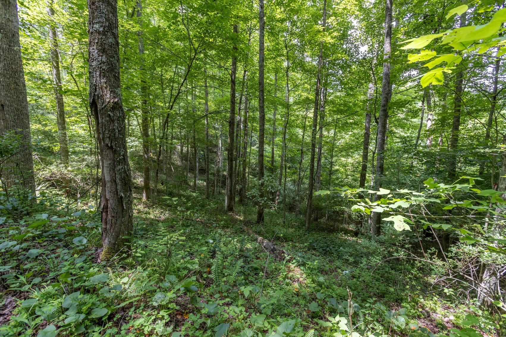 Image for SOLD $45,650 - 44 Wooded Acres in Wyoming County
