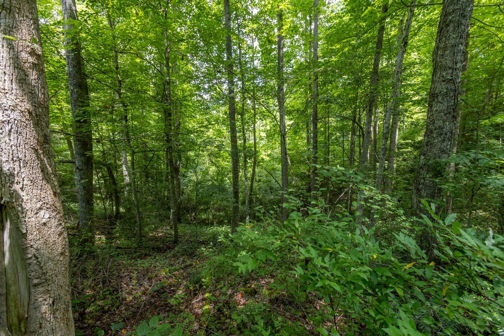 Image for SOLD $45,650 - 44 Wooded Acres in Wyoming County