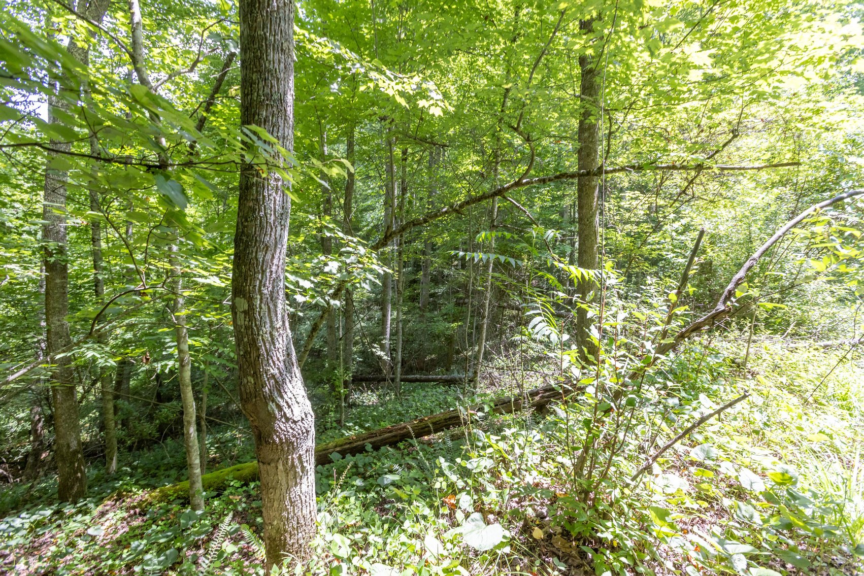 Image for SOLD $45,650 - 44 Wooded Acres in Wyoming County