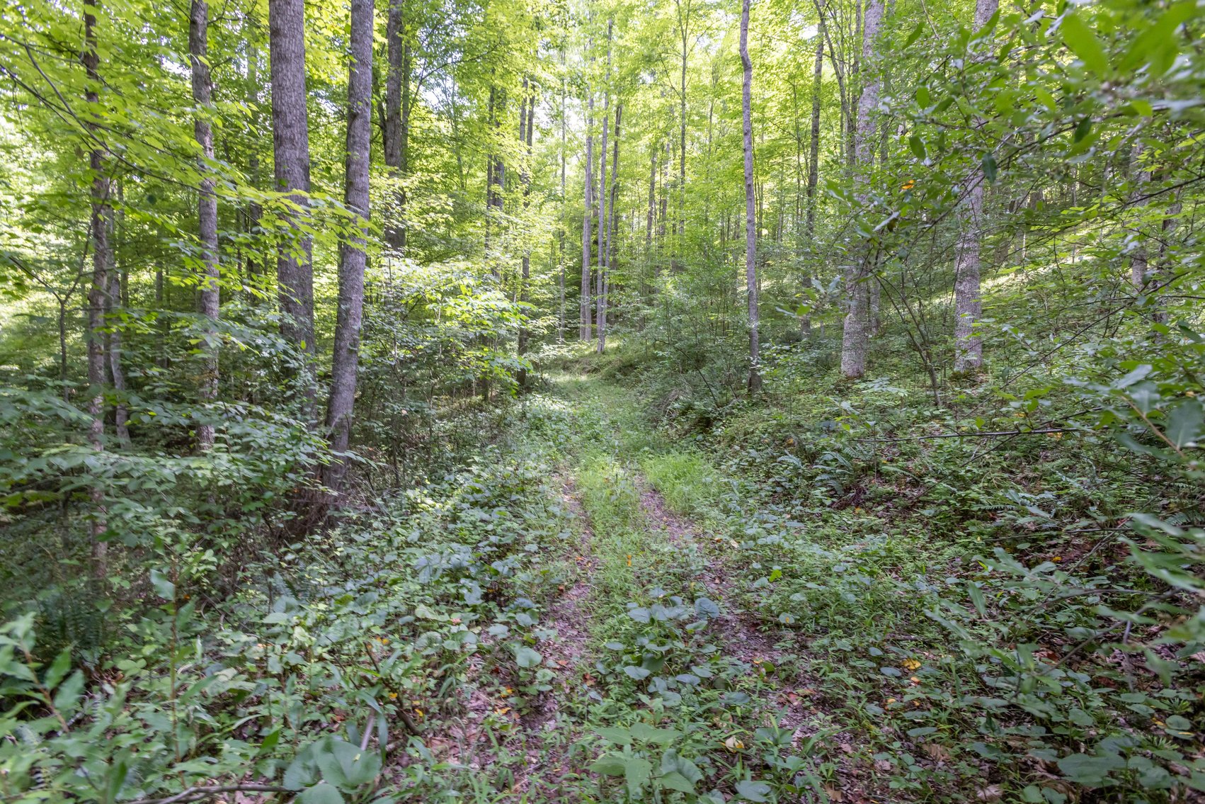 Image for SOLD $45,650 - 44 Wooded Acres in Wyoming County