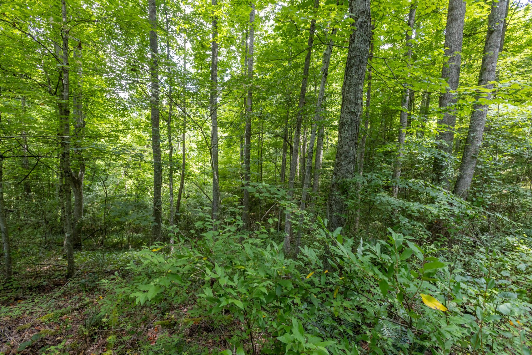 Image for SOLD $45,650 - 44 Wooded Acres in Wyoming County