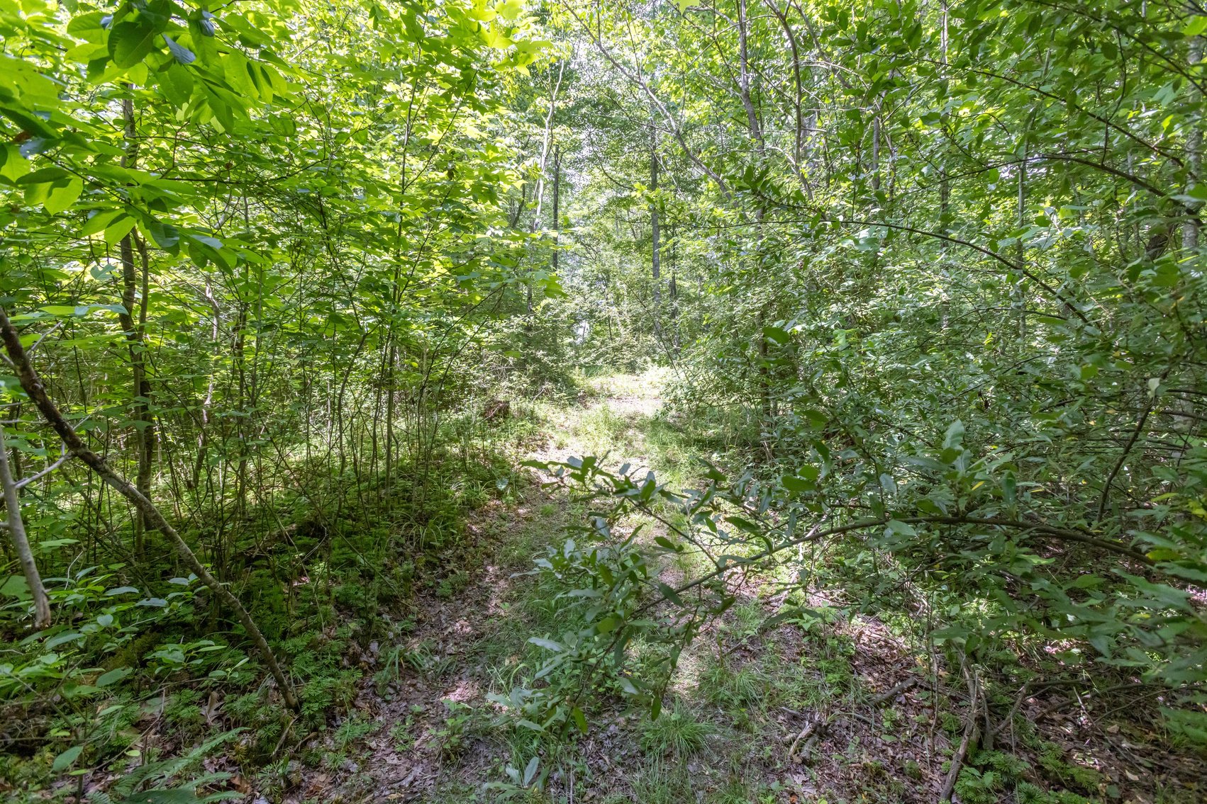 Image for SOLD $45,650 - 44 Wooded Acres in Wyoming County