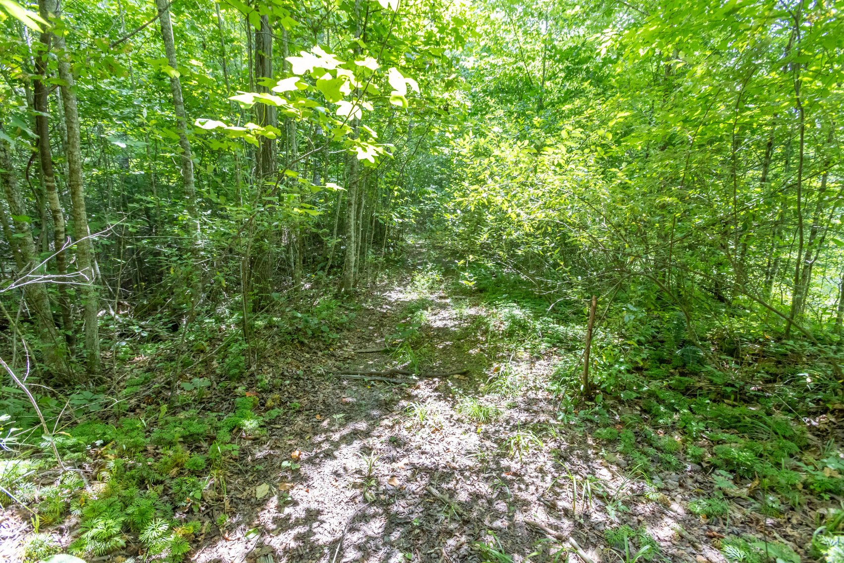 Image for SOLD $45,650 - 44 Wooded Acres in Wyoming County