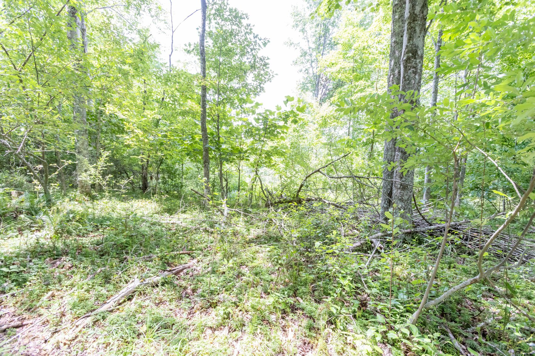 Image for SOLD $45,650 - 44 Wooded Acres in Wyoming County