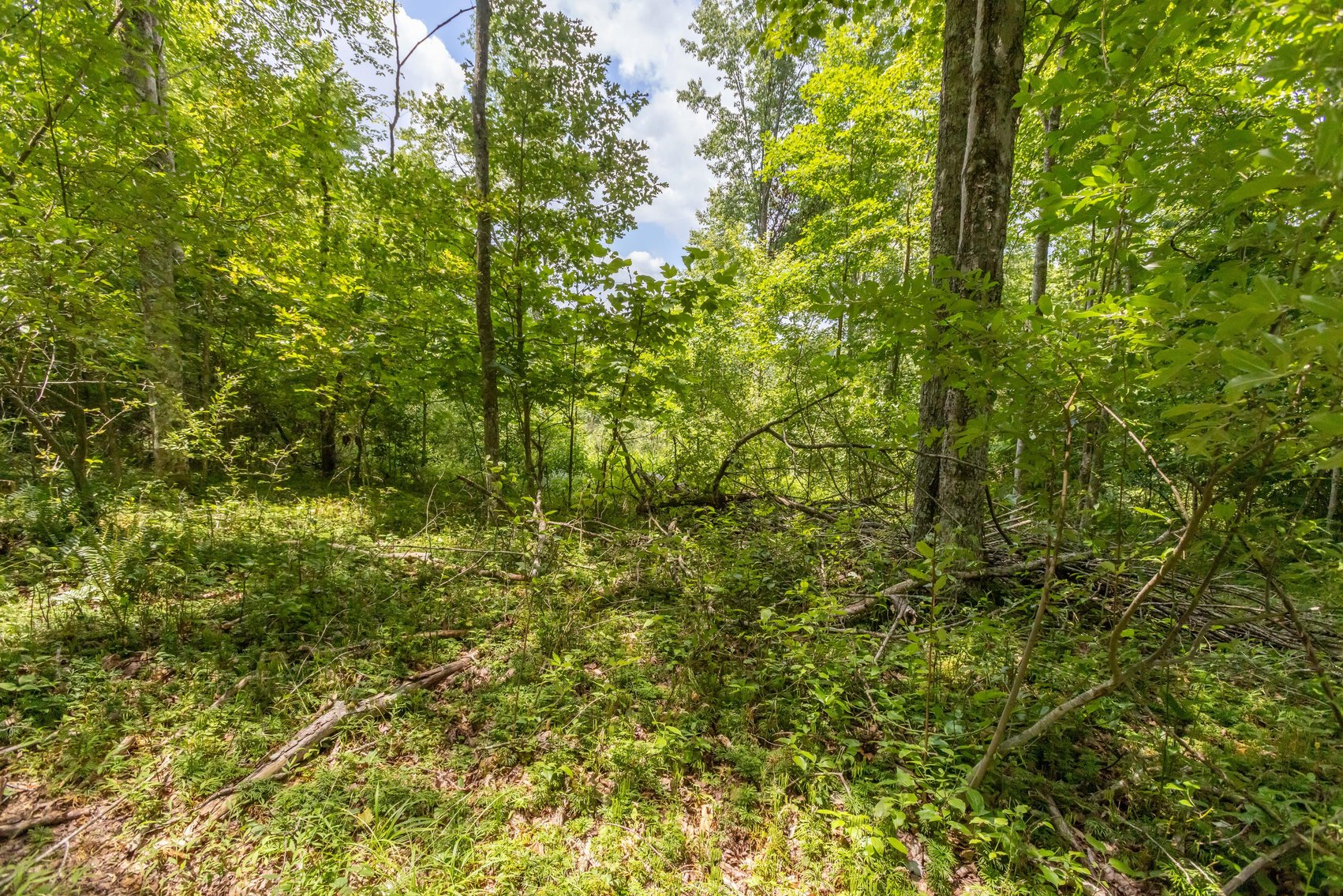 Image for SOLD $45,650 - 44 Wooded Acres in Wyoming County