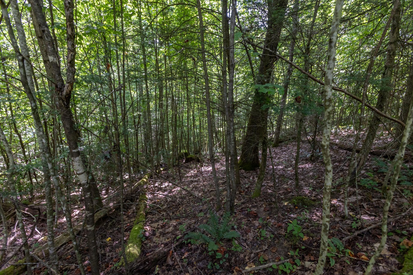 Image for SOLD $45,650 - 44 Wooded Acres in Wyoming County