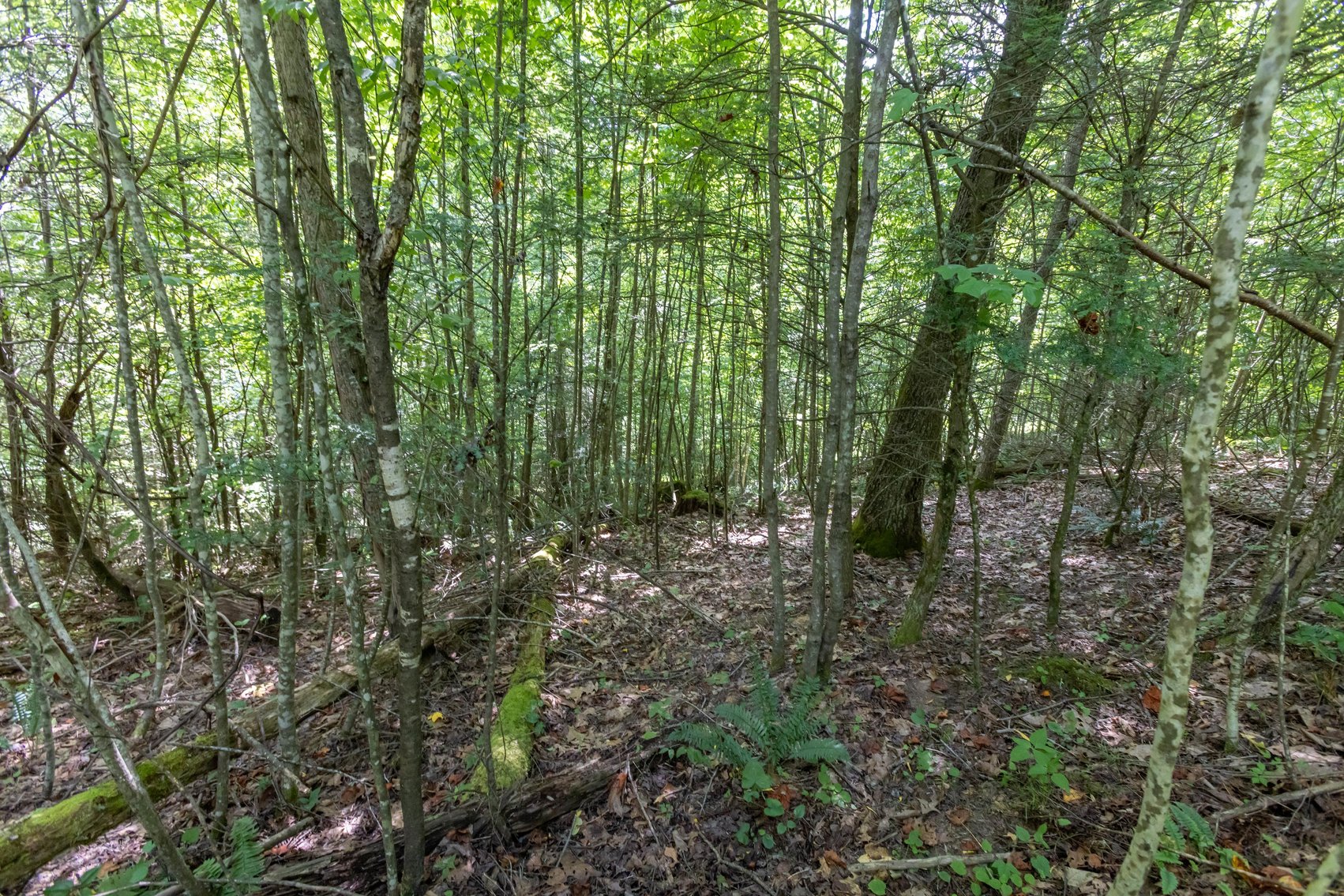 Image for SOLD $45,650 - 44 Wooded Acres in Wyoming County