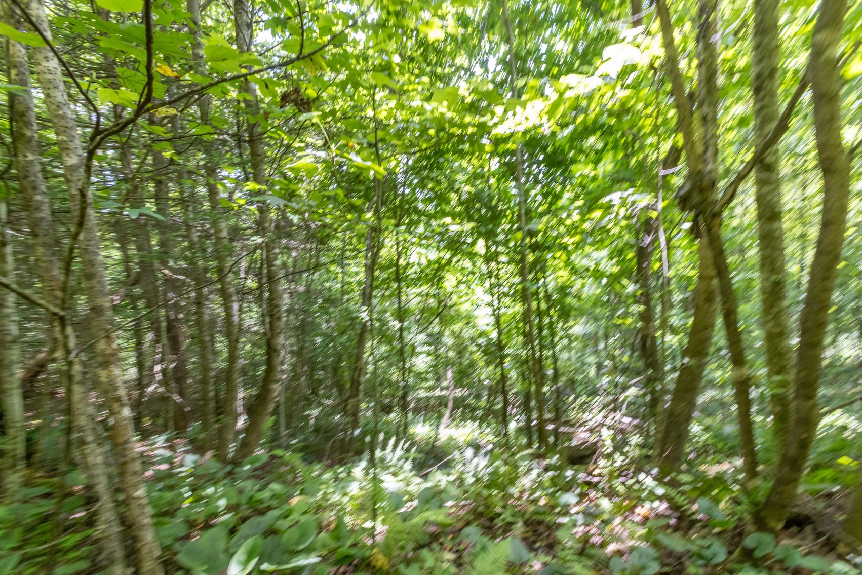 Image for SOLD $45,650 - 44 Wooded Acres in Wyoming County