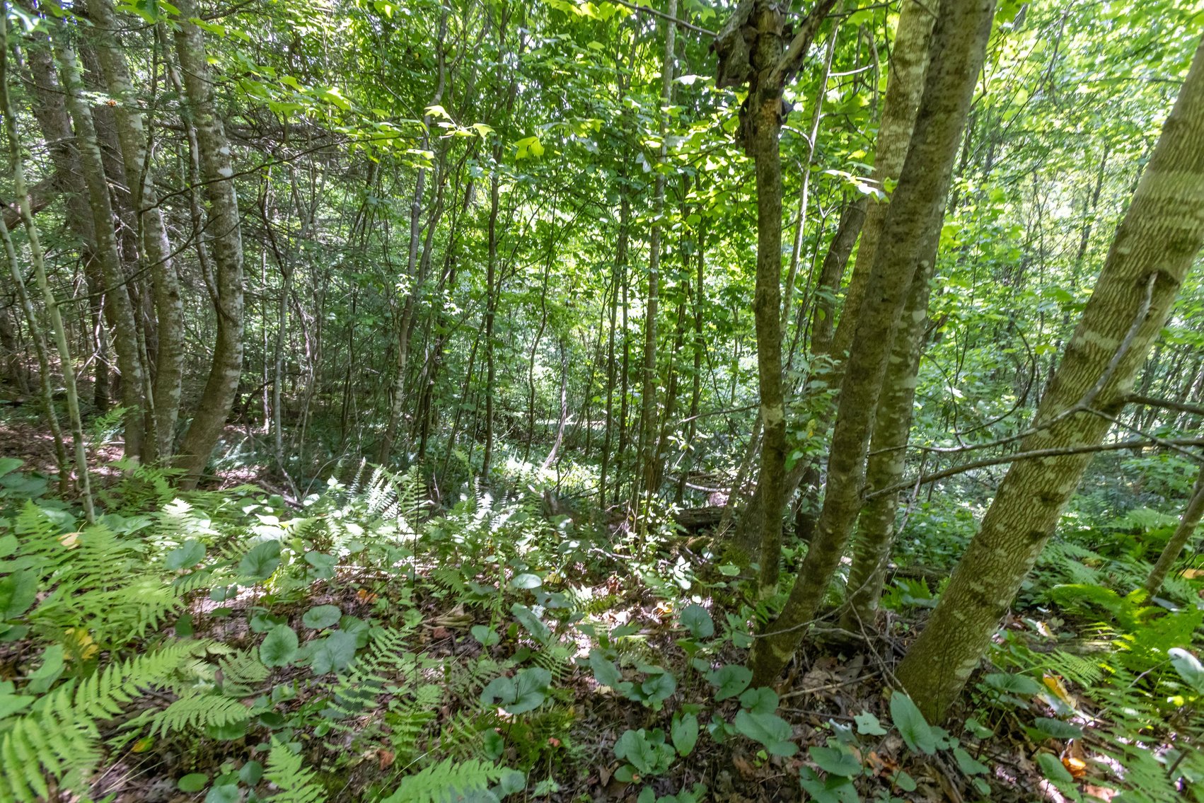 Image for SOLD $45,650 - 44 Wooded Acres in Wyoming County