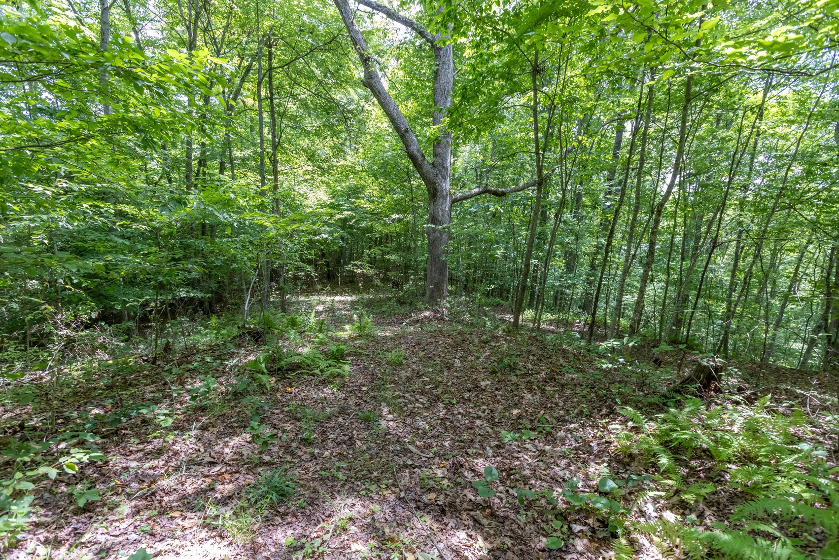 Image for SOLD $45,650 - 44 Wooded Acres in Wyoming County