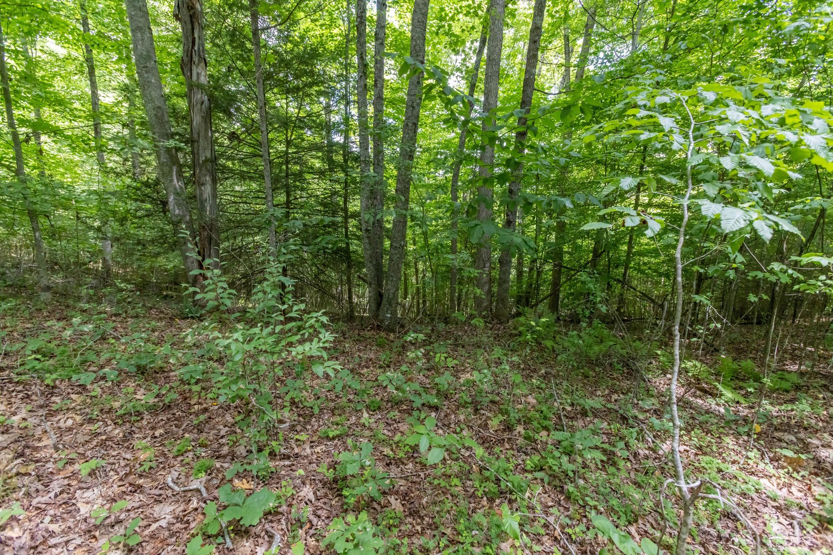 Image for SOLD $45,650 - 44 Wooded Acres in Wyoming County