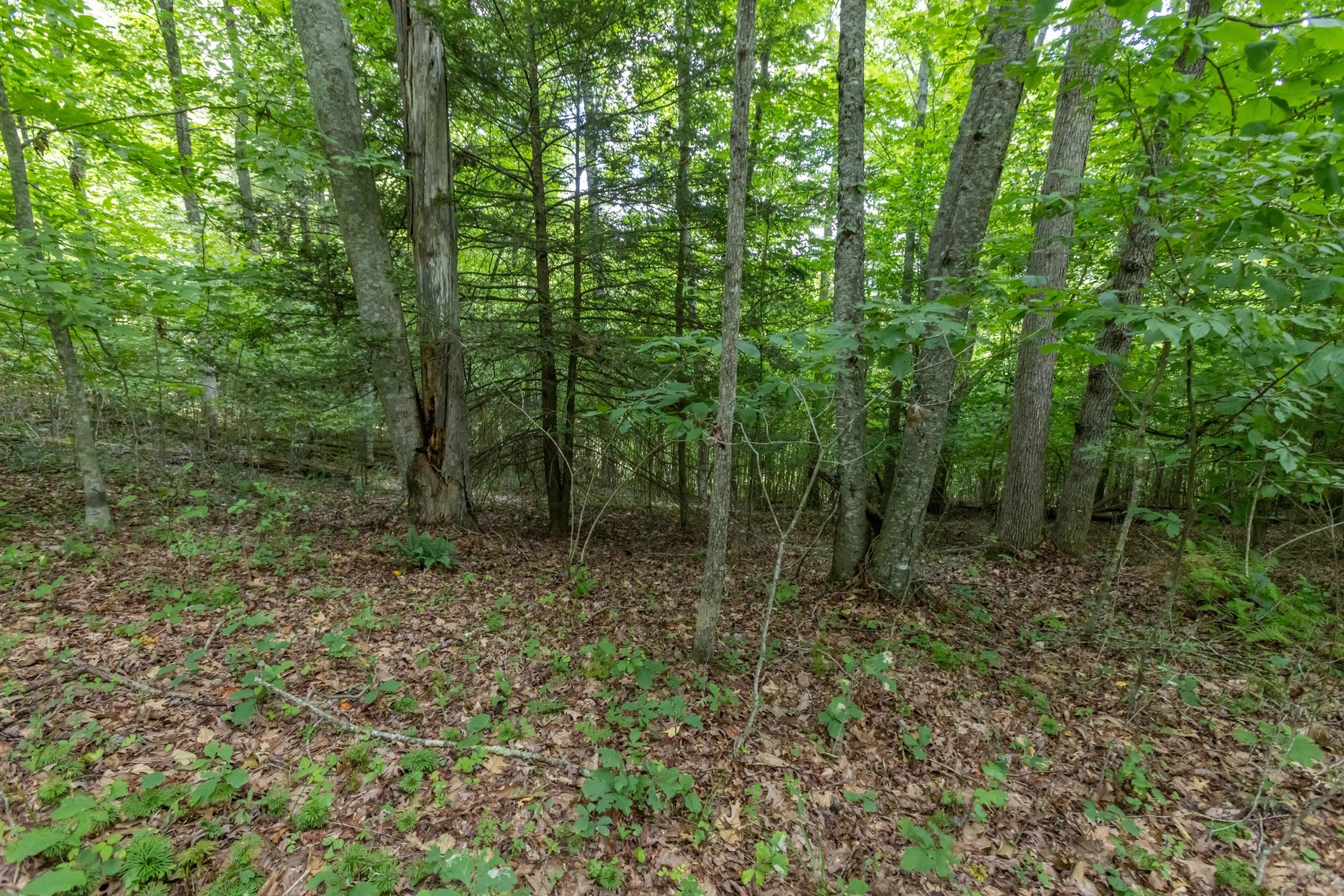 Image for SOLD $45,650 - 44 Wooded Acres in Wyoming County