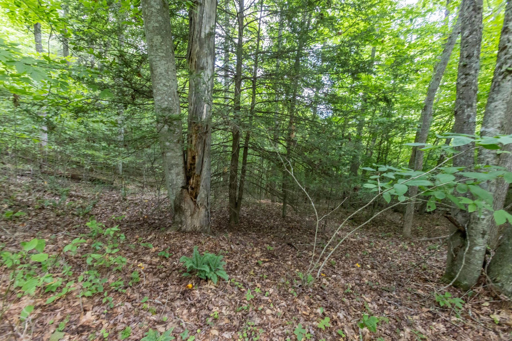 Image for SOLD $45,650 - 44 Wooded Acres in Wyoming County