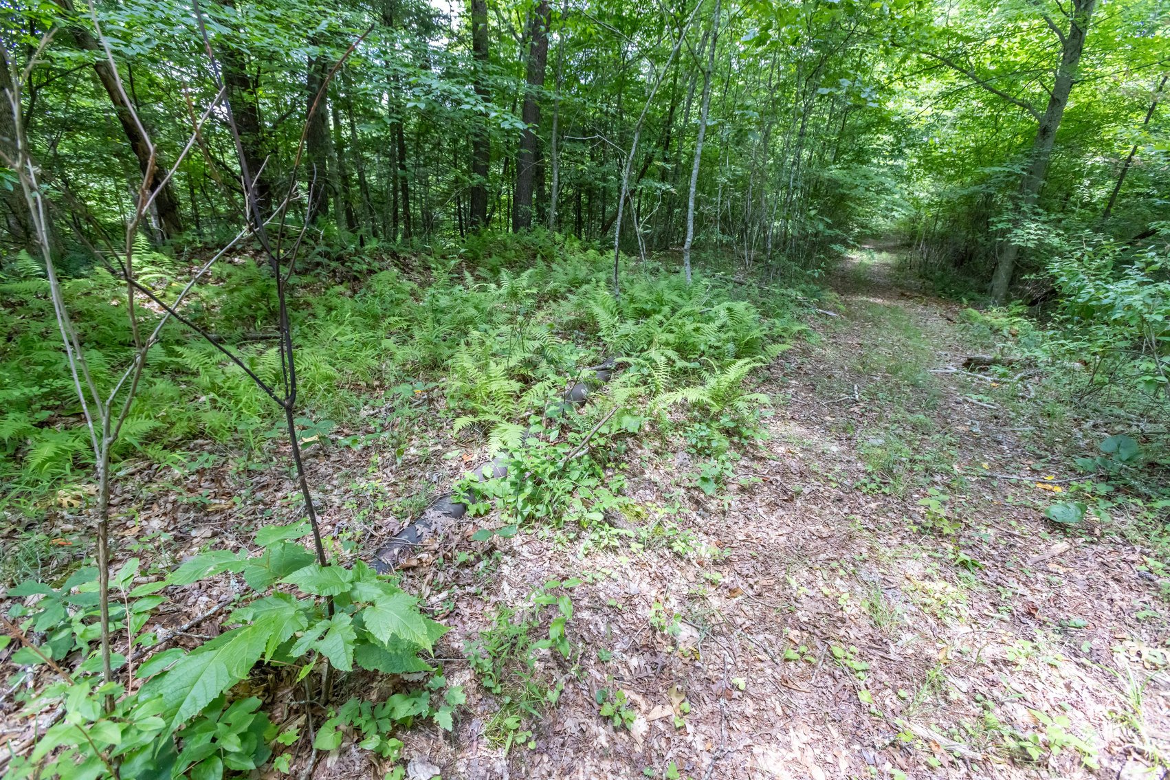 Image for SOLD $45,650 - 44 Wooded Acres in Wyoming County