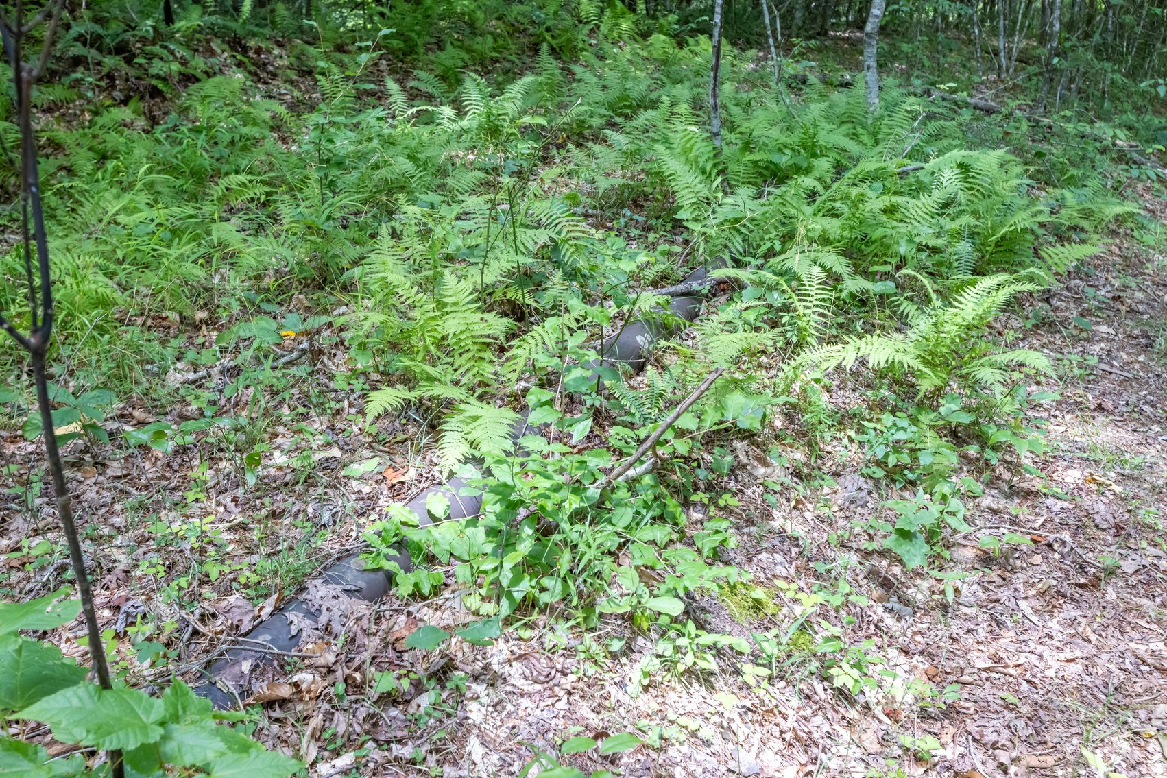 Image for SOLD $45,650 - 44 Wooded Acres in Wyoming County