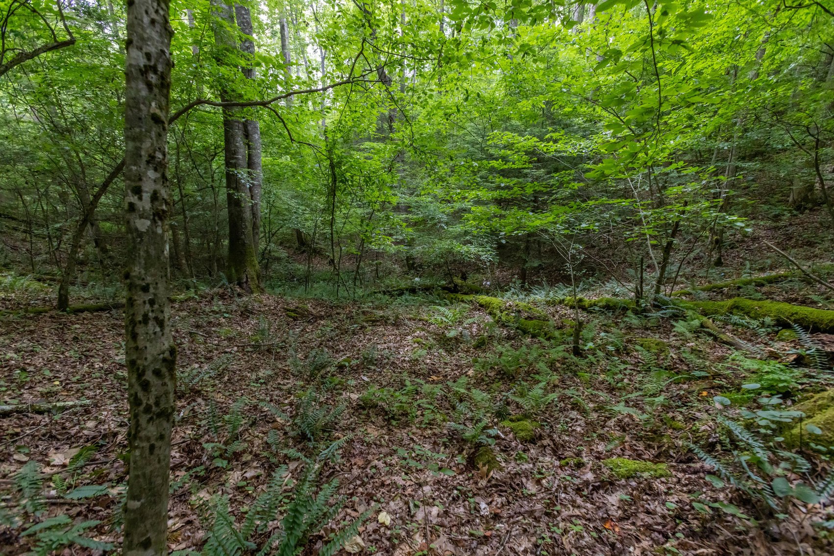 Image for SOLD $45,650 - 44 Wooded Acres in Wyoming County