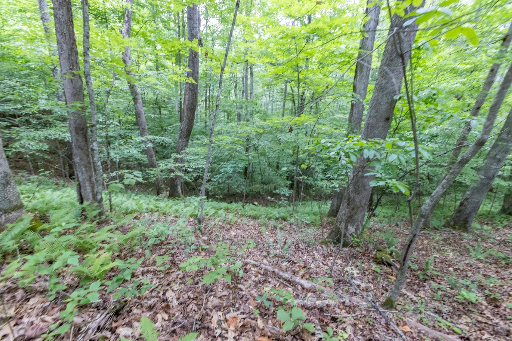 Image for SOLD $45,650 - 44 Wooded Acres in Wyoming County