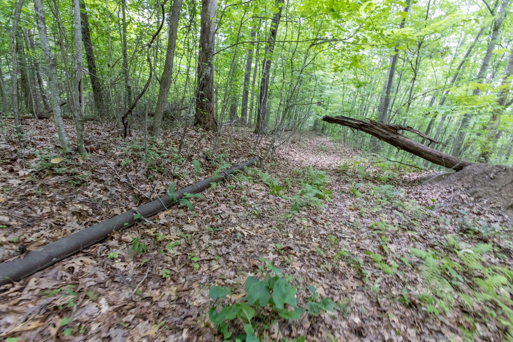 Image for SOLD $45,650 - 44 Wooded Acres in Wyoming County