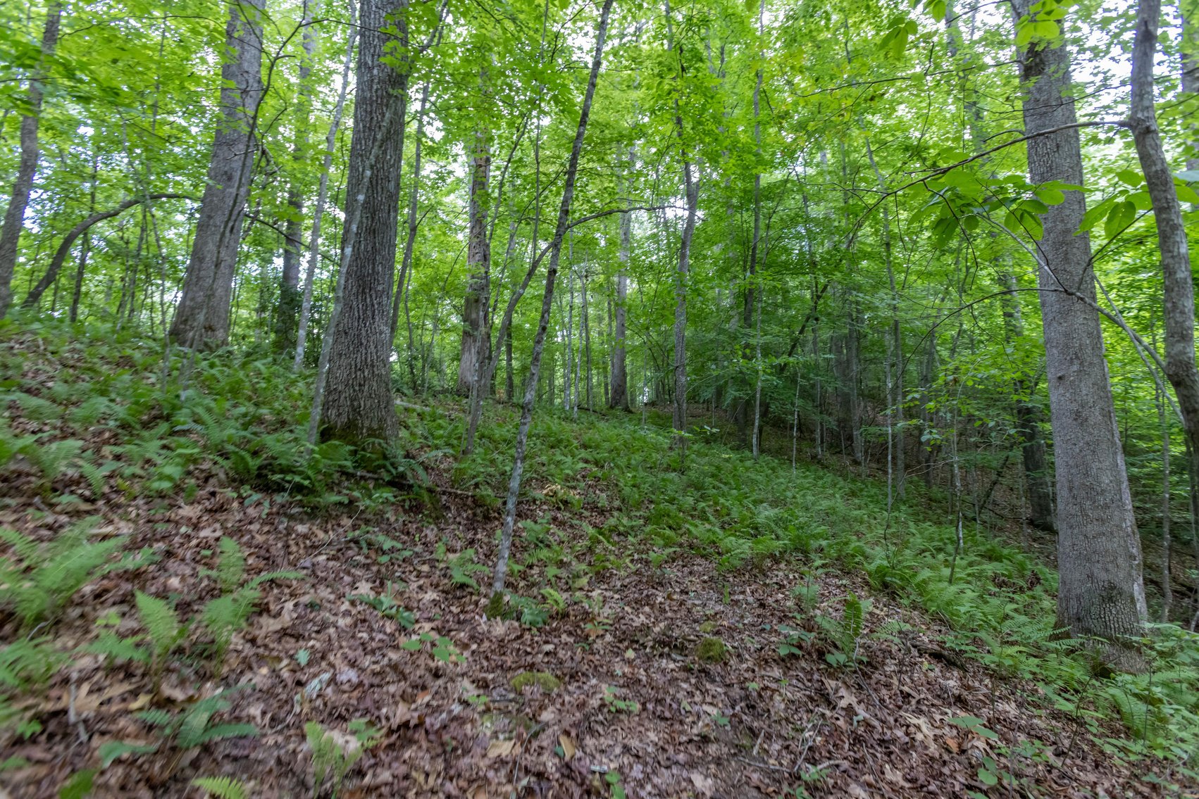 Image for SOLD $45,650 - 44 Wooded Acres in Wyoming County