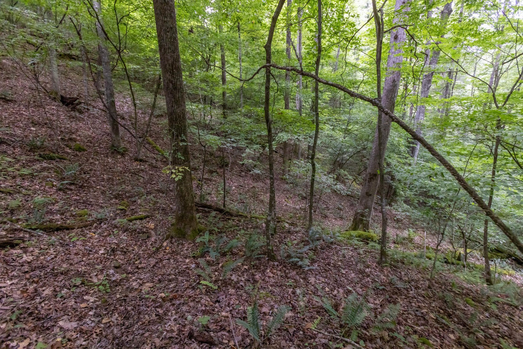 Image for SOLD $45,650 - 44 Wooded Acres in Wyoming County