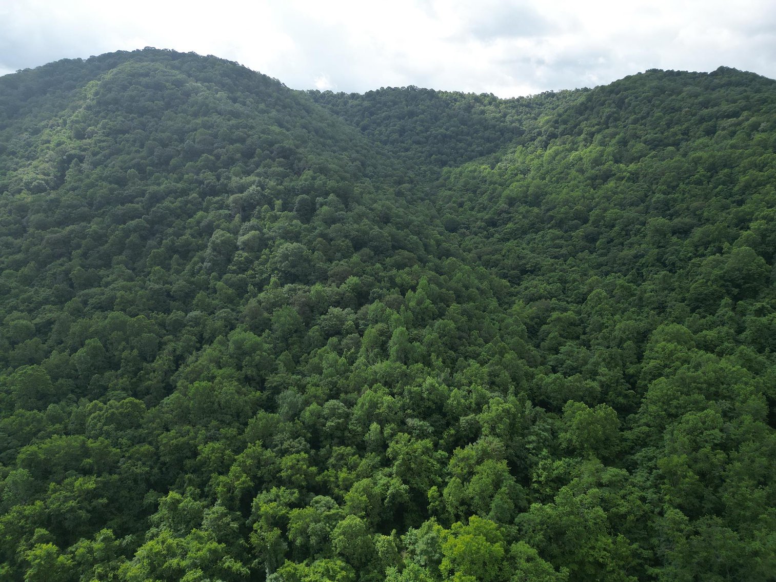 Image for SOLD $836,000 - 950 Acres with Timber & Solar Lease in Kanawha County