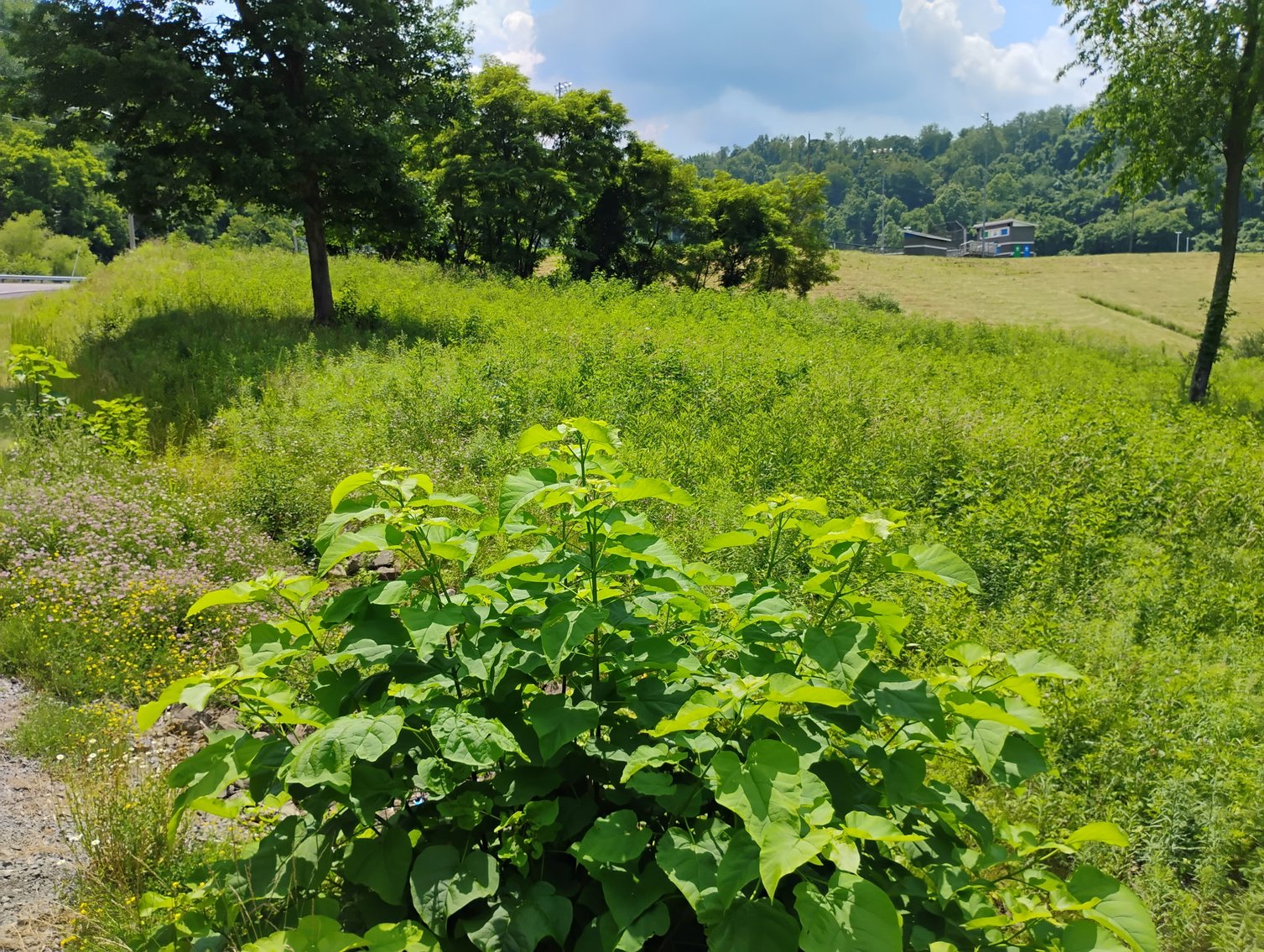 Image for Over 28 Acres Adjoining Robert C. Byrd High School in Clarksburg