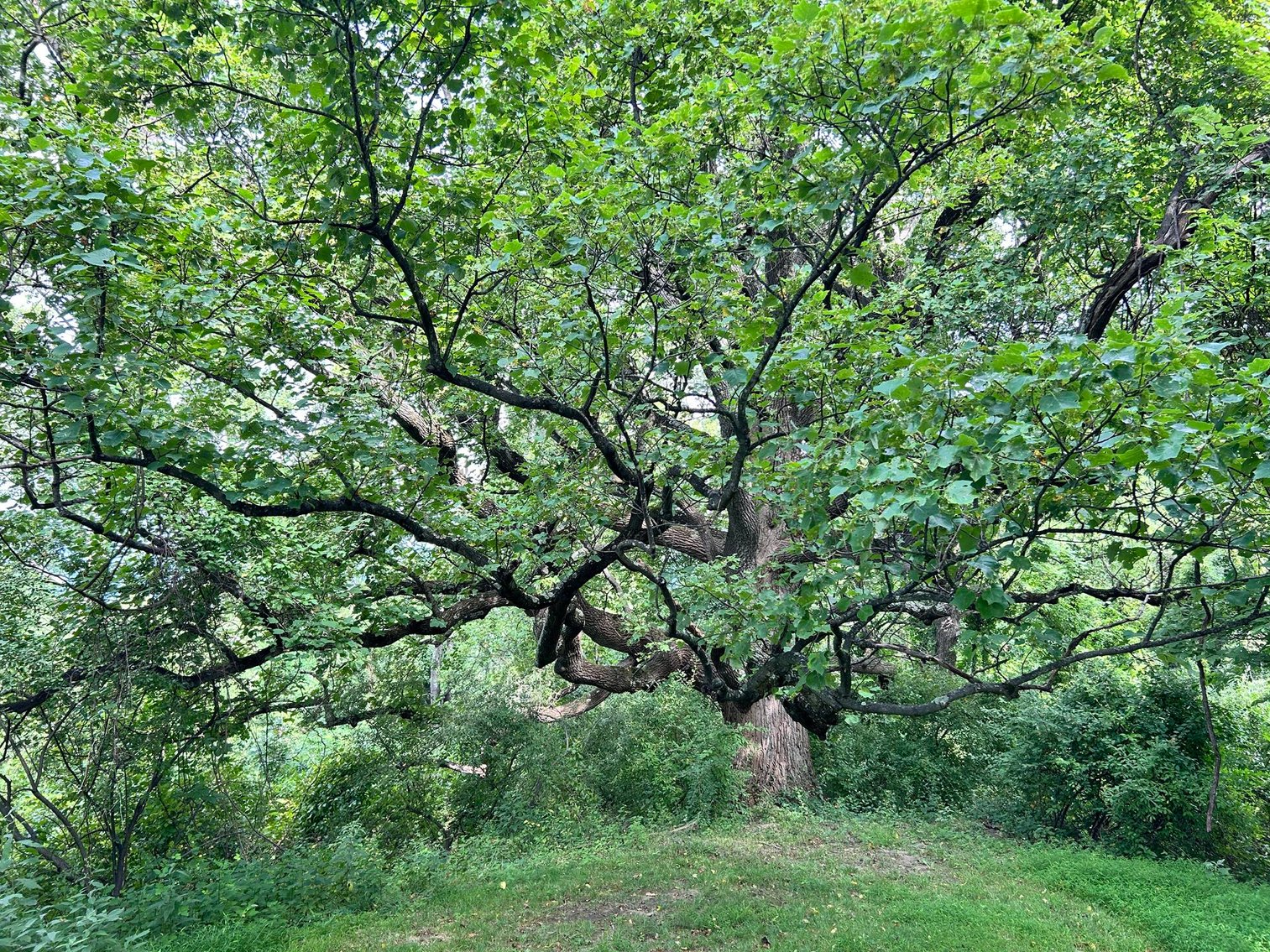 Image for SOLD $385,000 - 10.6 Acres with Spacious Project Home in Morgantown Selling to the Highest Bidder