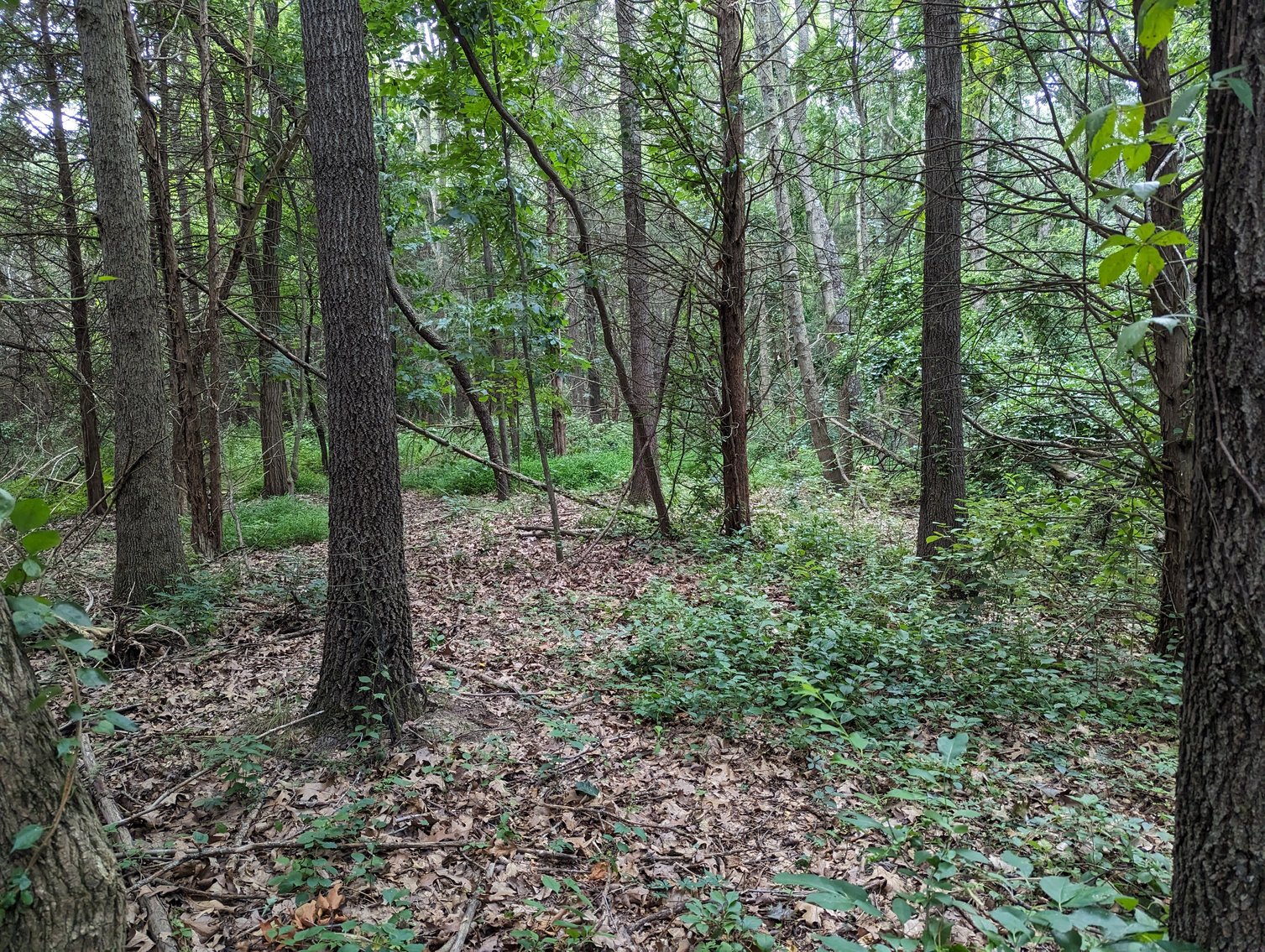 Image for Top Of The Mountain - 55 Acres Zoned SF Residential In Mount Sidney VA