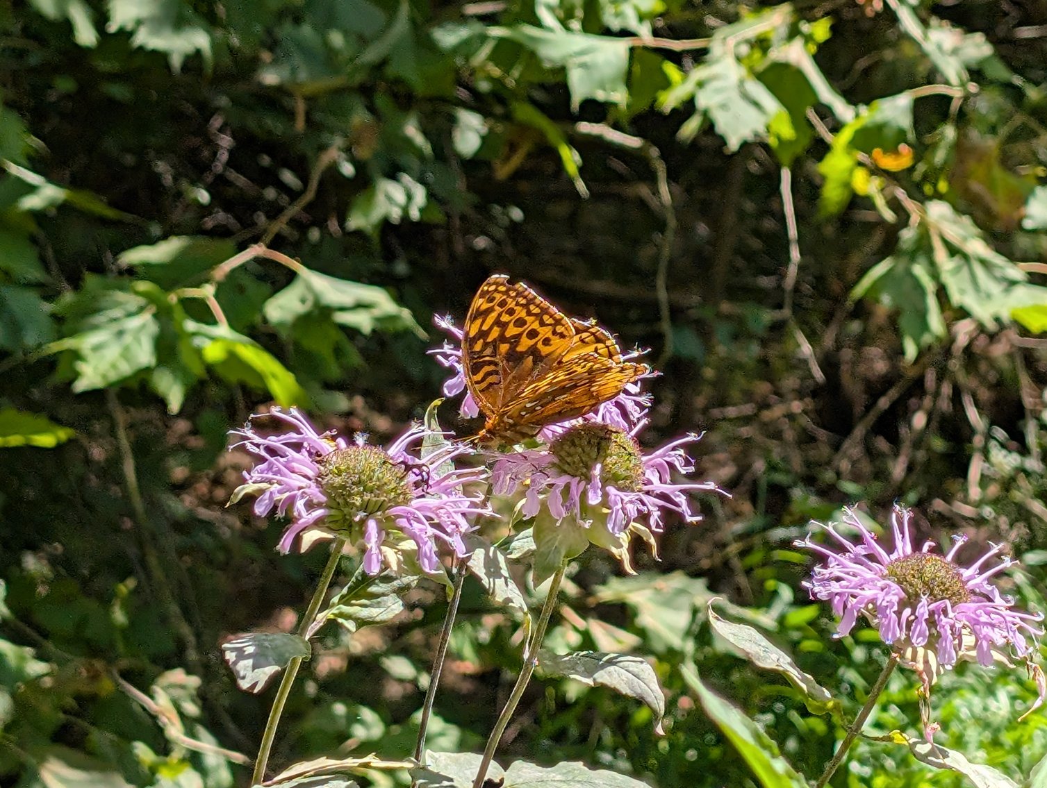 Image for Cabin On 60 Acres Near Criders VA