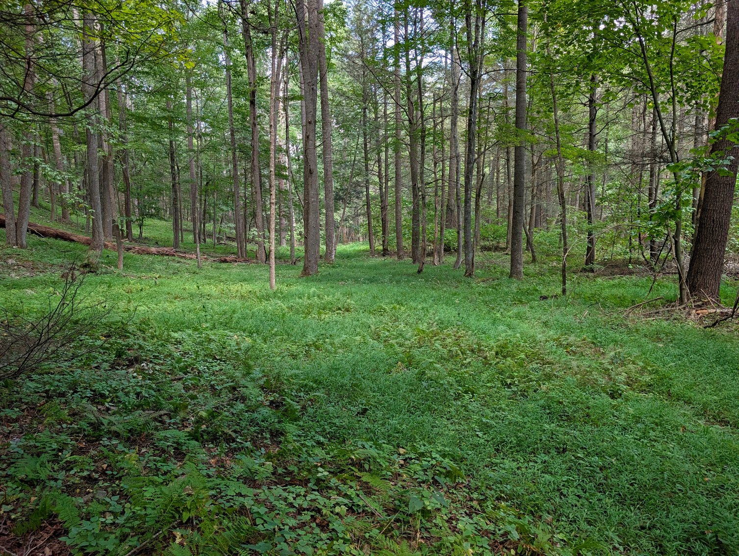 Image for Cabin On 60 Acres Near Criders VA