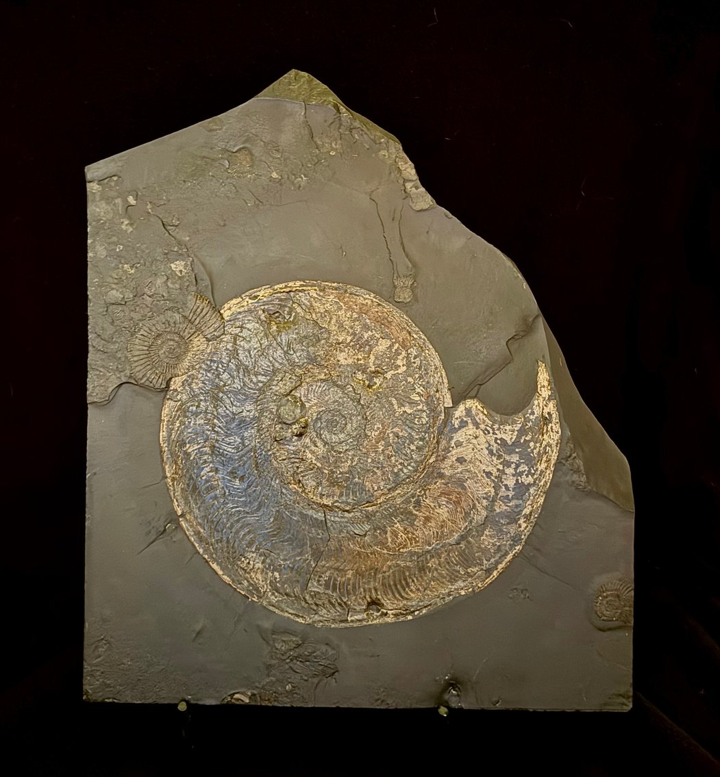 Image for Oklahoma Geological Foundation Rocks and Swing Fore STEM 2025 Silent Auction